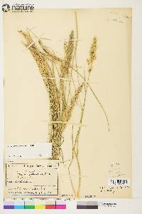 Calamagrostis purpurascens image