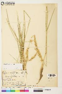 Calamagrostis purpurascens image