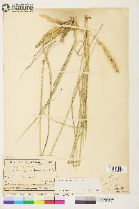 Calamagrostis purpurascens image