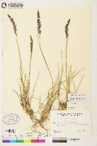 Calamagrostis purpurascens image