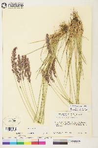 Calamagrostis purpurascens image