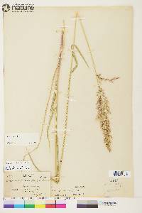 Calamagrostis purpurascens image