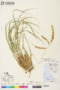 Calamagrostis purpurascens image