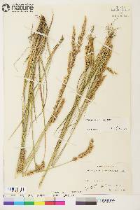 Calamagrostis purpurascens image