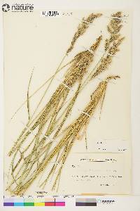 Calamagrostis purpurascens image