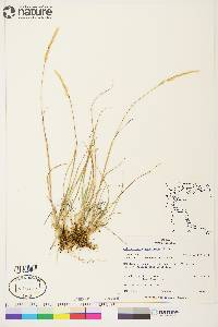 Calamagrostis purpurascens image