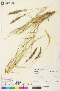 Calamagrostis purpurascens image