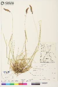 Calamagrostis purpurascens image