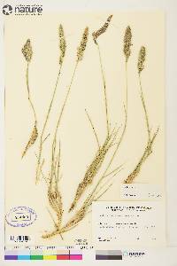 Calamagrostis purpurascens image