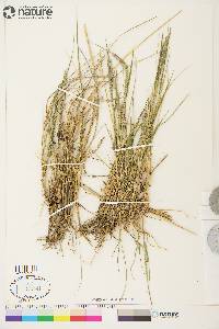 Calamagrostis purpurascens image