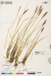 Calamagrostis purpurascens image