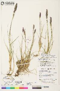 Calamagrostis purpurascens image