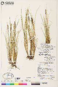 Calamagrostis purpurascens image