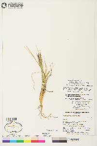 Calamagrostis purpurascens image