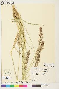 Calamagrostis purpurascens image