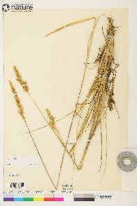 Calamagrostis purpurascens image