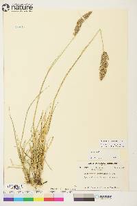 Calamagrostis purpurascens image