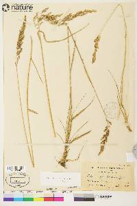 Calamagrostis canadensis var. canadensis image