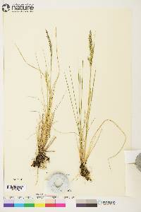 Calamagrostis stricta subsp. stricta image