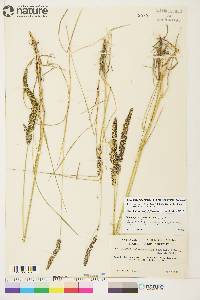 Calamagrostis stricta subsp. stricta image