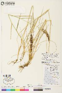 Calamagrostis stricta subsp. stricta image