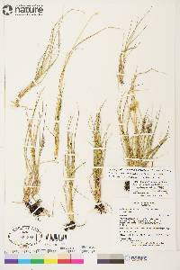 Calamagrostis stricta image