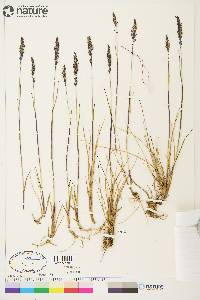 Calamagrostis stricta image