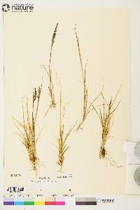 Calamagrostis stricta image