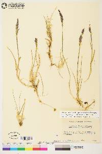 Calamagrostis stricta subsp. groenlandica image
