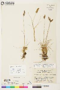 Calamagrostis stricta image