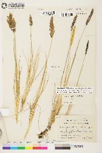 Calamagrostis stricta subsp. groenlandica image