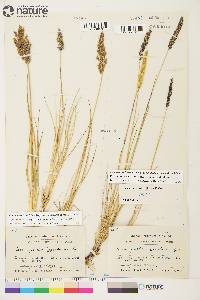 Calamagrostis stricta image