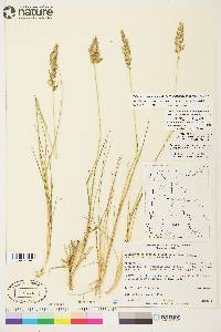 Calamagrostis stricta image