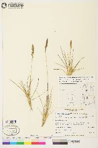 Calamagrostis stricta image