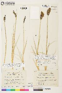 Calamagrostis stricta image