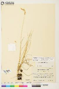 Calamagrostis stricta image