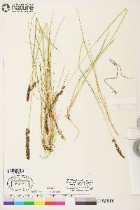 Calamagrostis stricta image