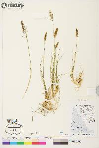 Calamagrostis stricta image