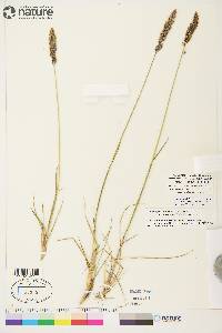 Calamagrostis stricta image