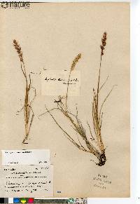 Calamagrostis purpurascens image