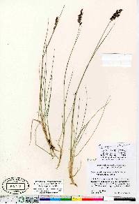 Calamagrostis lapponica image