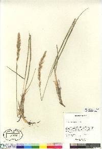 Calamagrostis purpurascens image