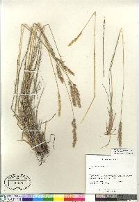 Calamagrostis purpurascens image