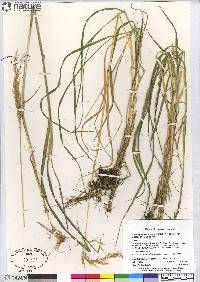 Calamagrostis canadensis var. langsdorffii image