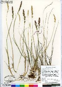 Calamagrostis purpurascens image