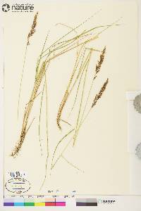 Calamagrostis stricta subsp. inexpansa image