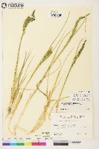 Calamagrostis stricta subsp. inexpansa image