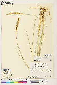 Calamagrostis stricta subsp. inexpansa image