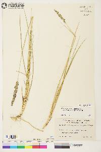 Calamagrostis stricta image