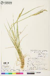 Calamagrostis stricta image